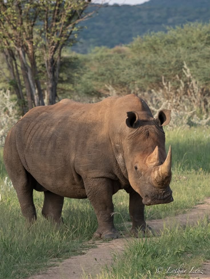 Big Five Escape
